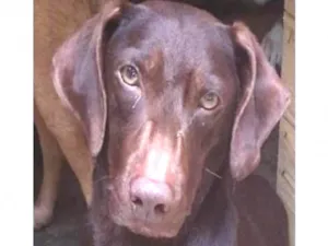 Cachorro raça  idade 1 ano nome Otávio