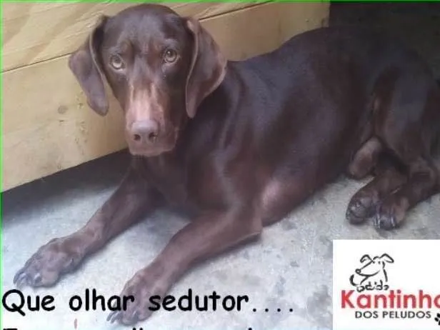 Cachorro ra a  idade 1 ano nome Otávio