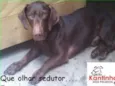 Otávio