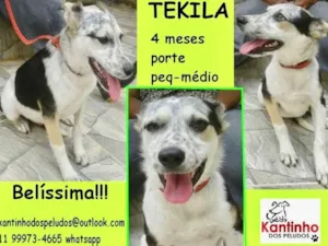 Cachorro raça  idade 2 a 6 meses nome Tekila Filhote
