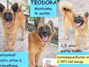 Cachorro raça  idade 1 ano nome Teodora