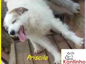 Cachorro raça  idade 2 anos nome Priscila