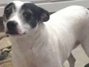 Cachorro raça  idade 4 anos nome Nóinha