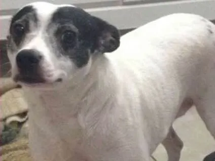 Cachorro ra a  idade 4 anos nome Nóinha