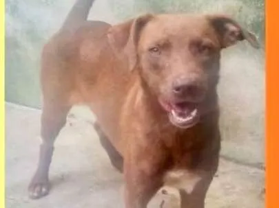 Cachorro ra a  idade 2 anos nome Natasha