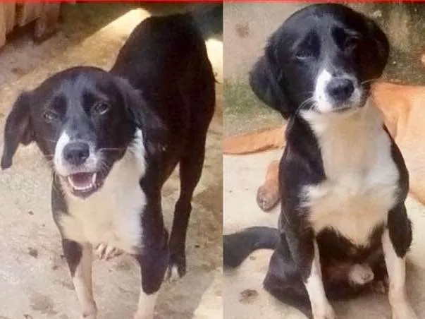 Cachorro ra a  idade 2 anos nome Máskara Pequeno