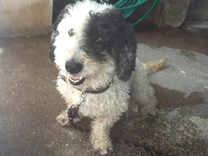 Cachorro ra a SRD idade 3 anos nome Nick