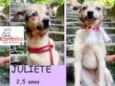 Juliete Pequena