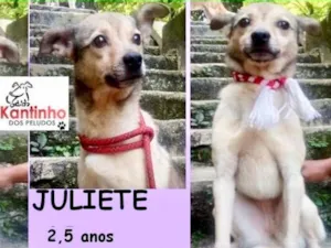 Cachorro raça  idade 2 anos nome Juliete Pequena