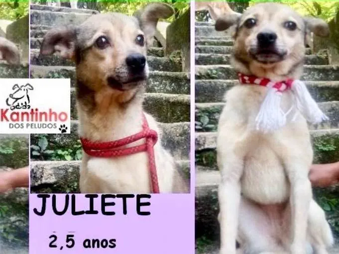 Cachorro ra a  idade 2 anos nome Juliete Pequena