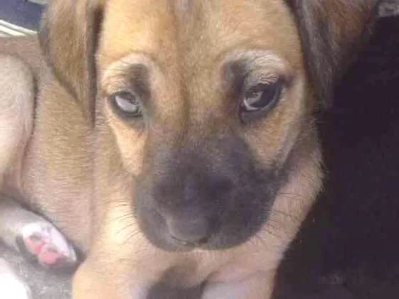 Cachorro ra a Vira lata idade 2 a 6 meses nome Sem nome