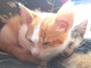 Gato raça  idade 2 a 6 meses nome Ainda não tem nome