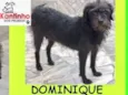 Dominique Pequena