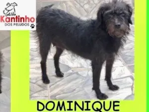 Cachorro raça  idade 1 ano nome Dominique Pequena