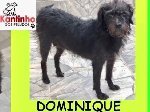 Cachorro ra a  idade 1 ano nome Dominique Pequena