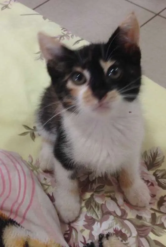 Gato ra a desconhecida idade 2 a 6 meses nome Caramelo*