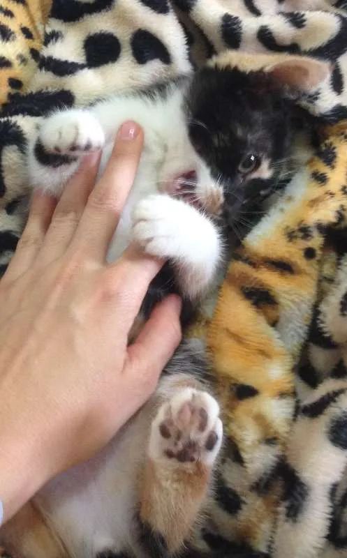 Gato ra a desconhecida idade 2 a 6 meses nome Caramelo*
