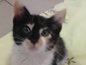 Gato raça desconhecida idade 2 a 6 meses nome Caramelo*