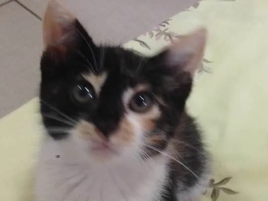 Gato ra a desconhecida idade 2 a 6 meses nome Caramelo*