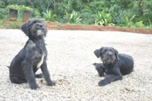 Cachorro raça Sem raça definida idade 2 a 6 meses nome Sem nome