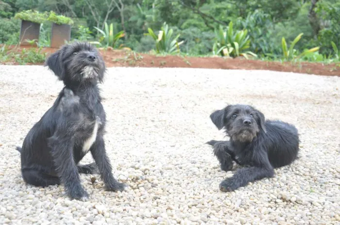 Cachorro ra a Sem raça definida idade 2 a 6 meses nome Sem nome