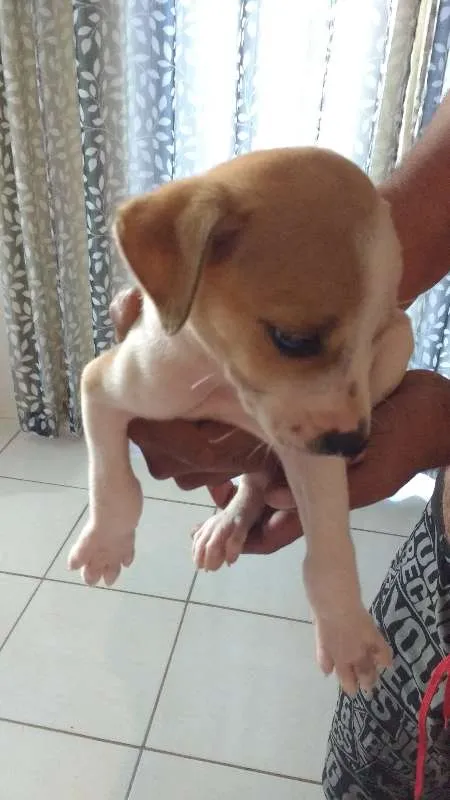 Cachorro ra a Vira lata idade Abaixo de 2 meses nome RN