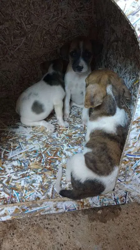 Cachorro ra a Vira lata idade Abaixo de 2 meses nome RN