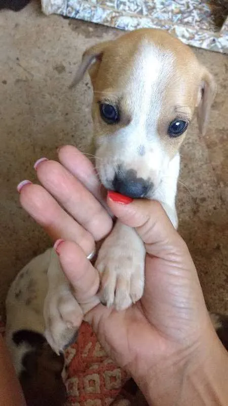 Cachorro ra a Vira lata idade Abaixo de 2 meses nome RN