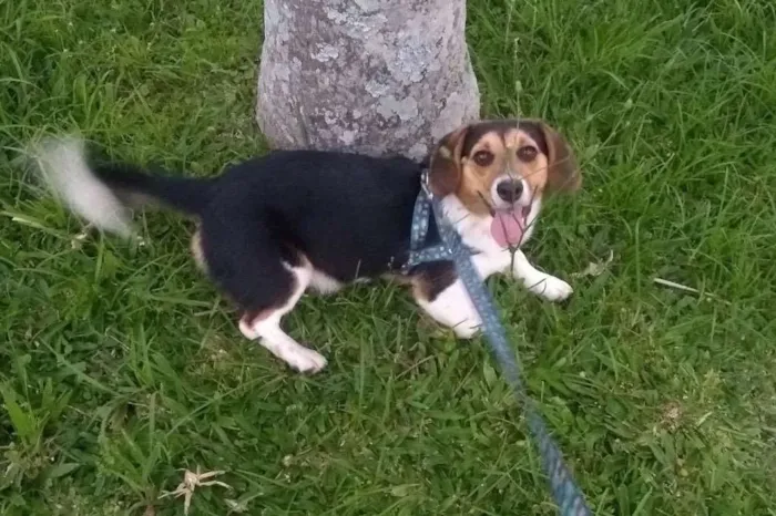 Cachorro ra a misto de beagle com vira lata idade 7 a 11 meses nome Thor