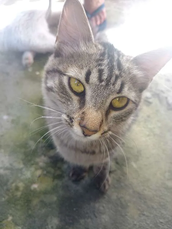 Gato raça SRD idade  nome Sem nome
