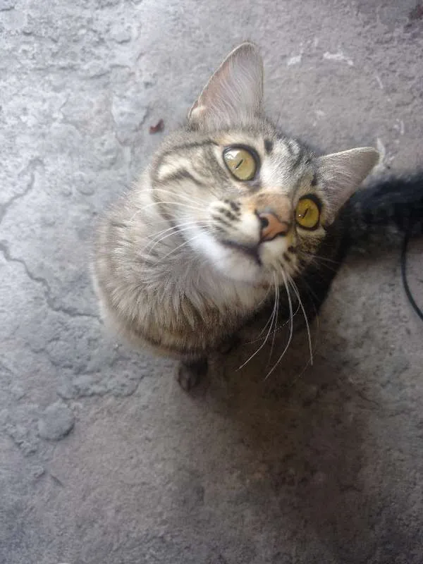 Gato raça SRD idade  nome Sem nome