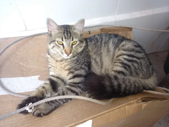Gato raça SRD idade  nome Sem nome