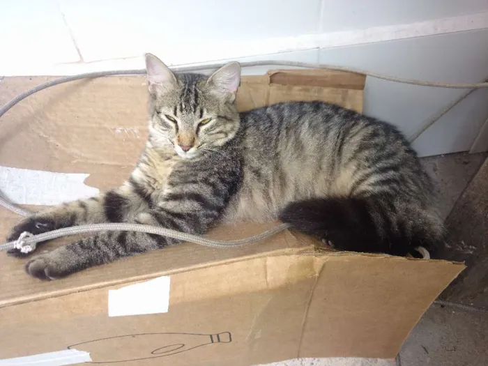 Gato raça SRD idade  nome Sem nome