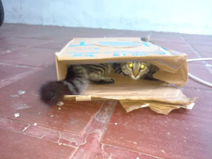 Gato raça SRD idade  nome Sem nome