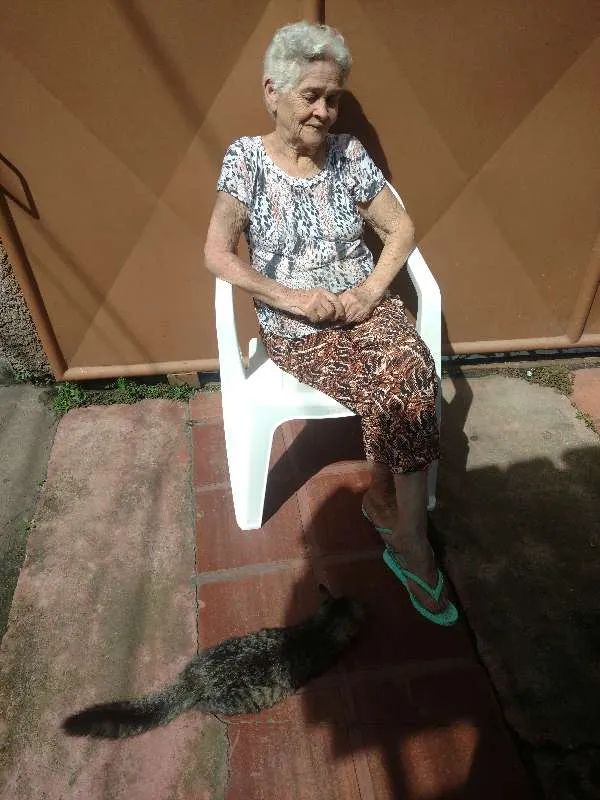Gato raça SRD idade  nome Sem nome