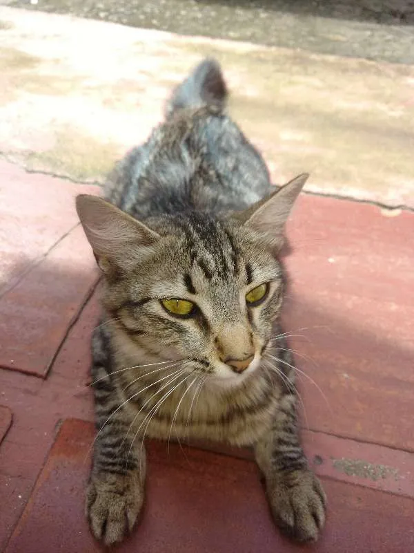 Gato raça SRD idade  nome Sem nome