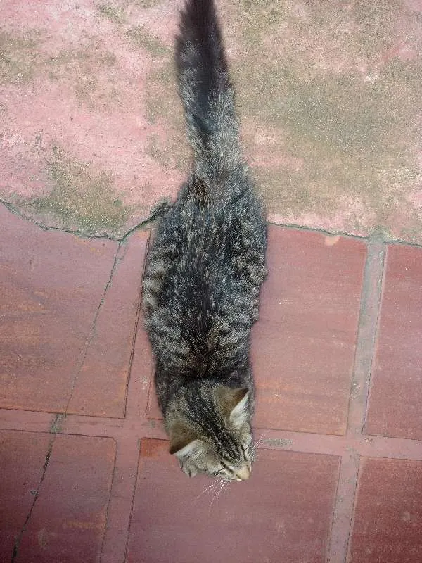 Gato raça SRD idade  nome Sem nome