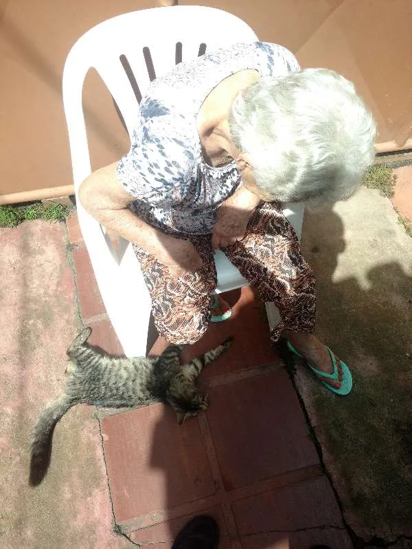 Gato raça SRD idade  nome Sem nome