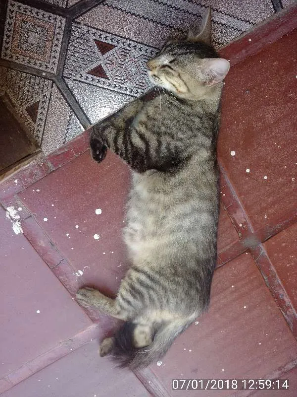 Gato raça SRD idade  nome Sem nome