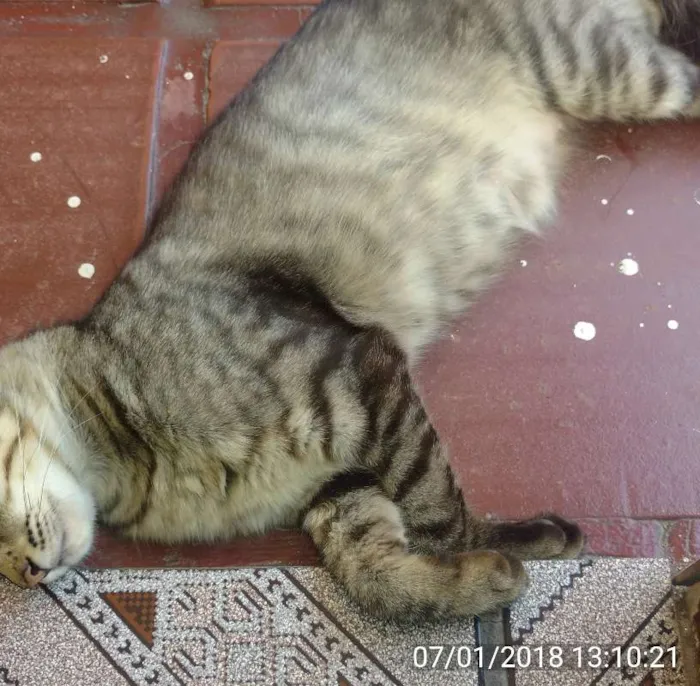 Gato raça SRD idade  nome Sem nome