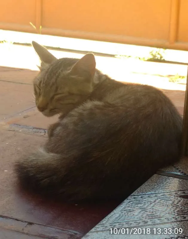 Gato raça SRD idade  nome Sem nome