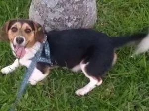 Cachorro raça misto de beagle com vira lata idade 7 a 11 meses nome Thor