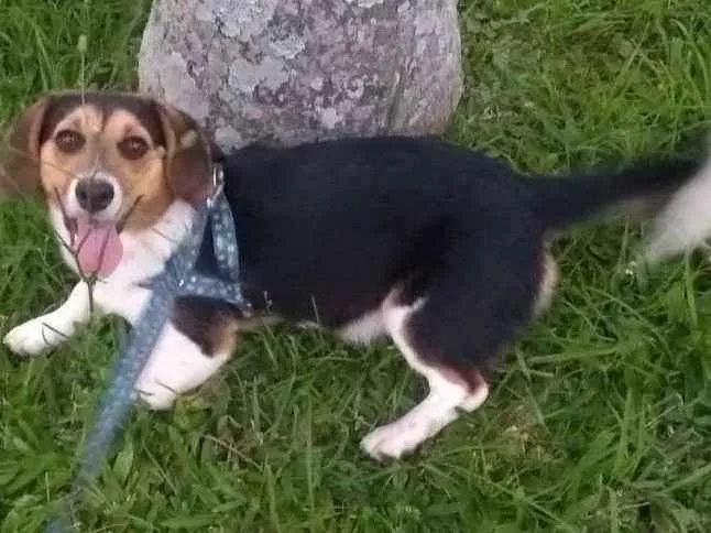 Cachorro ra a misto de beagle com vira lata idade 7 a 11 meses nome Thor