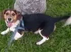 Cachorro raça misto de beagle com vira lata idade 7 a 11 meses nome Thor
