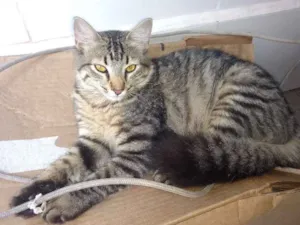 Gato raça SRD idade  nome Sem nome