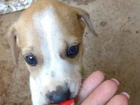 Cachorro ra a Vira lata idade Abaixo de 2 meses nome RN