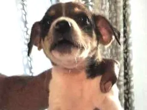 Cachorro raça Vira lata idade Abaixo de 2 meses nome RN