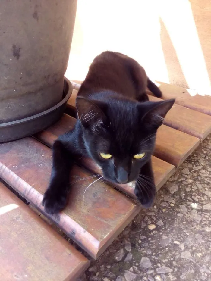 Gato ra a  idade 2 a 6 meses nome SN