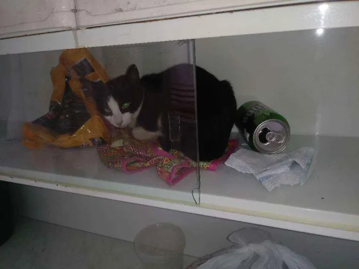 Gato raça Vira lata idade 2 a 6 meses nome Sem nome