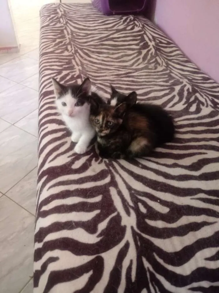 Gato raça Vira lata idade 2 a 6 meses nome Sem nome